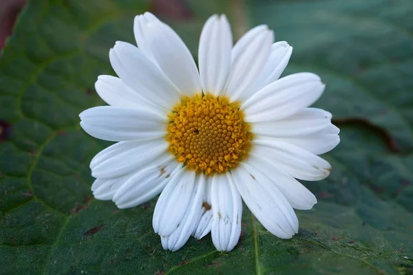 Daisy Branco Flor Planta Jardim Verão Margaridas Natureza — Fotografia de Stock