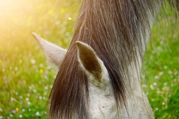 White Horse Portrait Meadow Nature — Stock Photo, Image