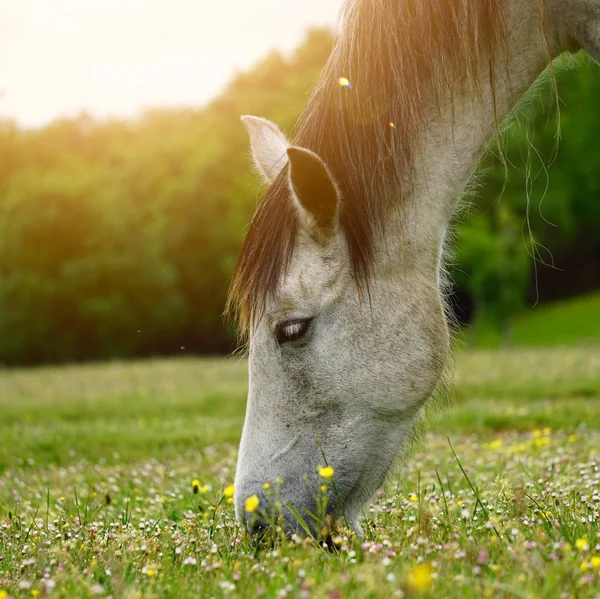 White Horse Portrait Meadow Nature — Stock Photo, Image