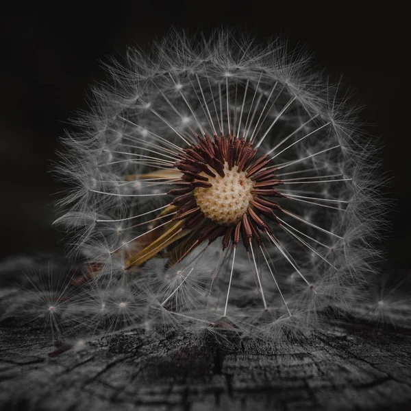 Doğada Yaz Aylarında Karahindiba Çiçeği Bitkisi — Stok fotoğraf