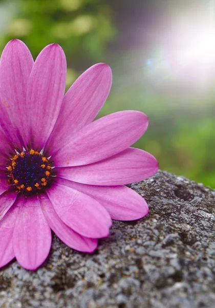 Pink Flower Plant Summer Nature — Stock Photo, Image