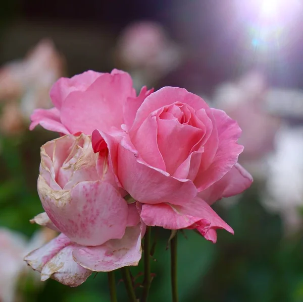 Plante Fleur Rose Été Dans Nature — Photo