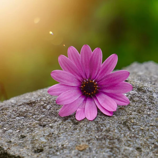 Roze Bloem Plant Zomer Natuur — Stockfoto