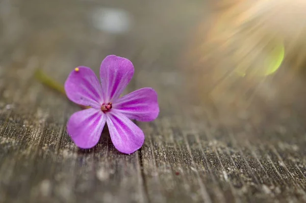 Flor Rosa Planta Verano Naturaleza — Foto de Stock