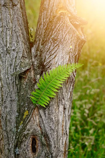 Samambaia Verde Planta Folha Texturizada Verão Natureza — Fotografia de Stock