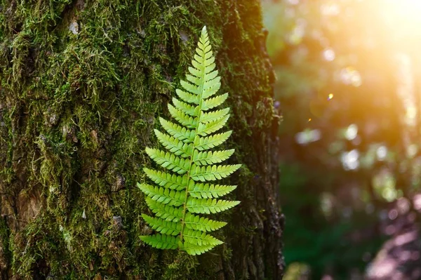 Foglia Felce Verde Strutturata Estate Nella Natura — Foto Stock