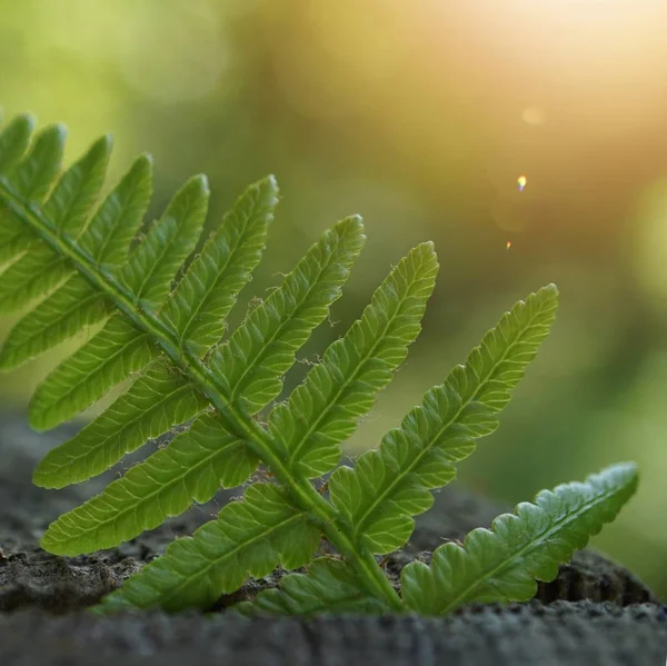 Samambaia Verde Planta Folha Texturizada Verão Natureza — Fotografia de Stock