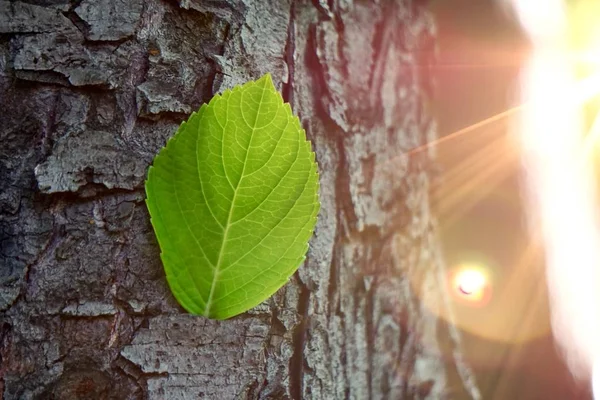 Πράσινο Δέντρο Φύλλα Υφή Καλοκαίρι Στη Φύση — Φωτογραφία Αρχείου