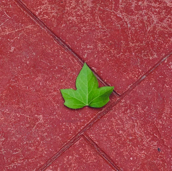 Foglia Albero Verde Strutturato Sullo Sfondo Rosso — Foto Stock
