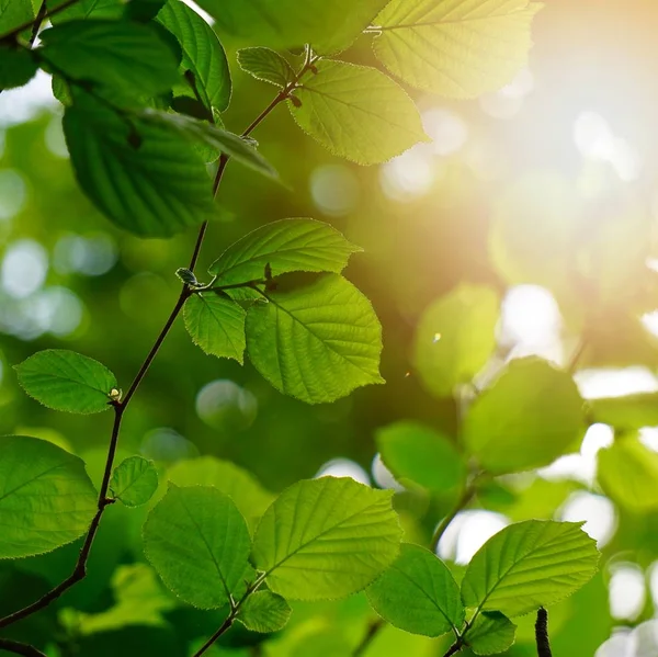 Grüne Blätter Und Äste Sommer Der Natur — Stockfoto