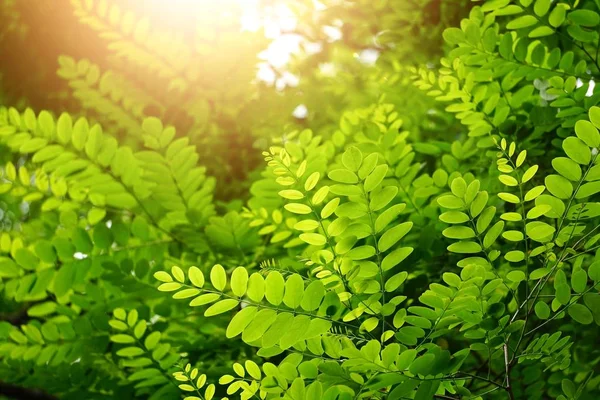 Folhas Árvore Verde Texturizadas Ramos Verão Natureza — Fotografia de Stock