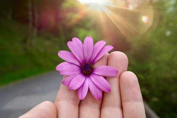 Mano Con Una Hermosa Planta Flor Rosa Mano Hombre Con — Foto de Stock