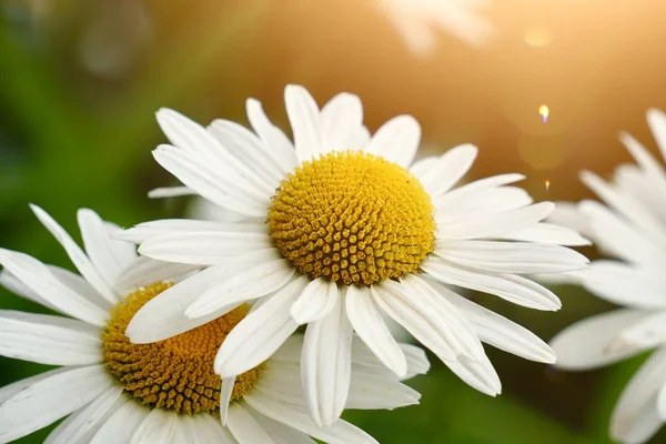 Pianta Bianca Fiori Margherita Estate Nella Natura Margherite Giardino — Foto Stock