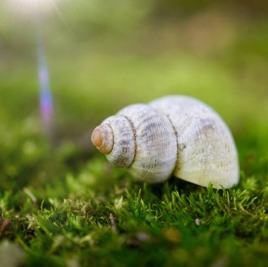 Yazın beyaz salyangoz, bahçede salyangoz