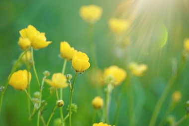 Sarı çiçek yazın doğada, sarı çiçekler bahçede.