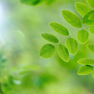 yeşil ağaç yaprakları ve yaz aylarında doğa dalları, yeşil arka plan