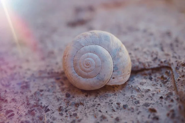 Caracol Blanco Naturaleza Verano Caracol Jardín — Foto de Stock