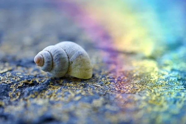 White Snail Nature Summer Snail Garden — Stock Photo, Image
