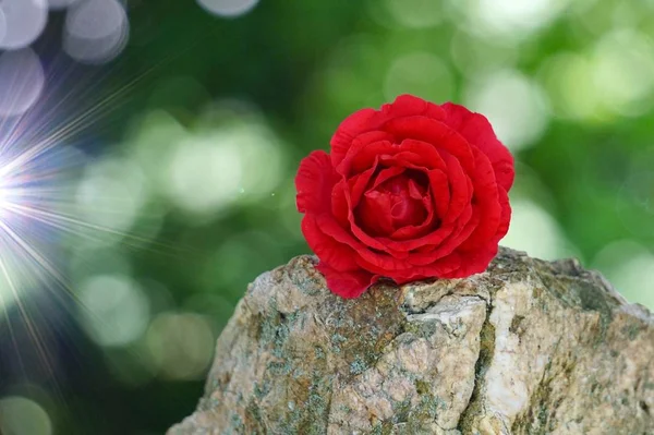 夏の自然の中で赤いバラの花 庭の赤い花 — ストック写真