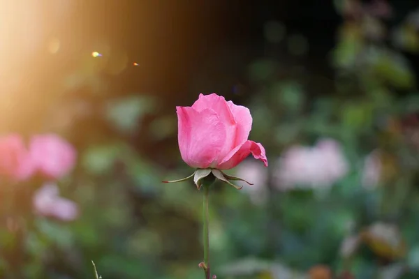Plante Fleurs Roses Dans Nature Été Fleurs Roses Dans Jardin — Photo