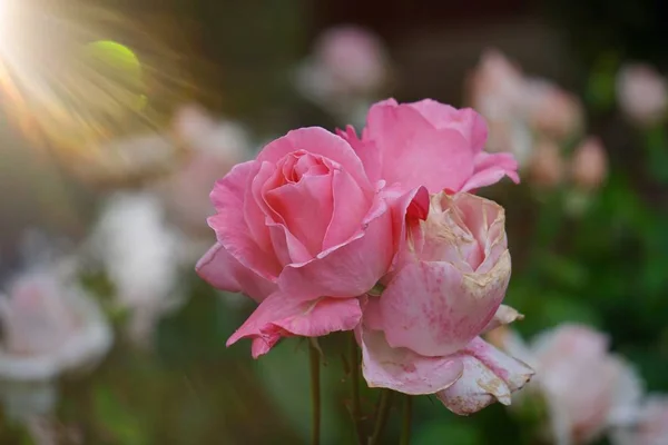 Rosa Blütenpflanze Sommer Der Natur Rosa Blüten Garten — Stockfoto