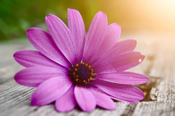 Planta Flor Rosa Naturaleza Verano Flores Rosas Jardín — Foto de Stock