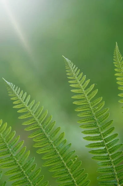Samambaia Verde Planta Folha Texturizada Natureza Verão — Fotografia de Stock