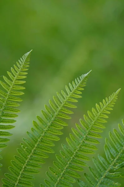 Zielone Paproci Roślin Liść Teksturowane Naturze Lecie — Zdjęcie stockowe