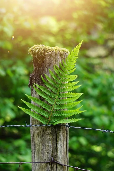 Samambaia Verde Planta Folha Texturizada Natureza Verão — Fotografia de Stock