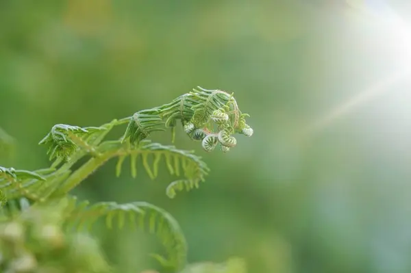 Hoja Planta Helecho Verde Texturizada Naturaleza Verano —  Fotos de Stock