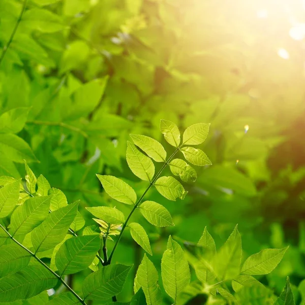 Foglie Albero Verde Rami Nella Natura Estate Sfondo Verde — Foto Stock