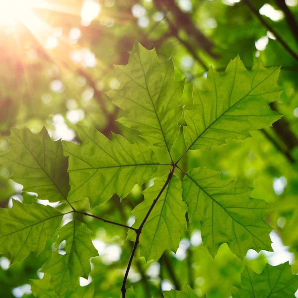 Πράσινα Φύλλα Δέντρων Και Κλαδιά Στη Φύση Καλοκαίρι Πράσινο Φόντο — Φωτογραφία Αρχείου