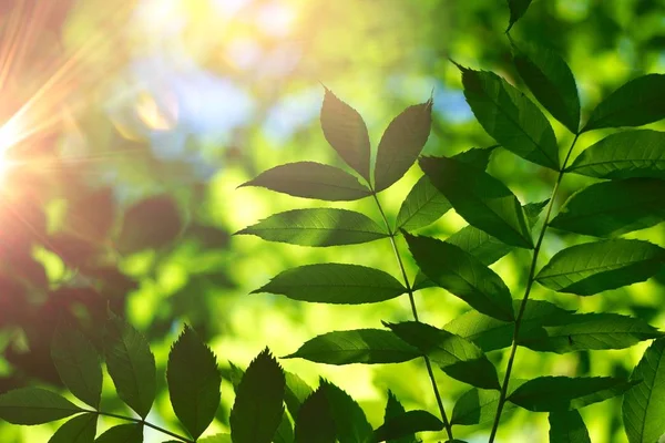 Зелене Дерево Листя Гілки Природі Влітку Зелений Фон — стокове фото