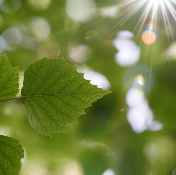 Grüne Blätter Und Äste Der Natur Sommer Grüner Hintergrund — Stockfoto