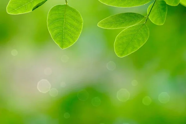 Зеленые Листья Деревьев Ветви Природе Летом Зеленый Фон — стоковое фото