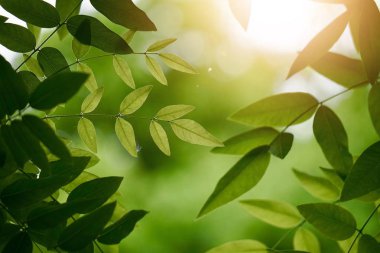 yeşil ağaç yaprakları ve yaz aylarında doğa dalları, yeşil arka plan