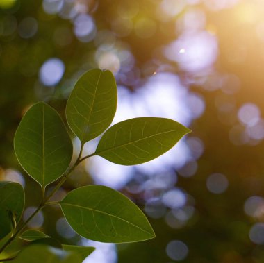yeşil ağaç yaprakları ve yaz aylarında doğa dalları, yeşil arka plan