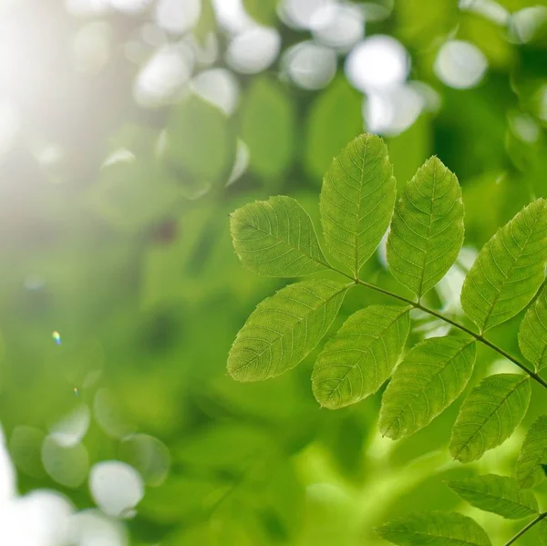 Grüne Blätter Und Äste Der Natur Sommer Grüner Hintergrund — Stockfoto