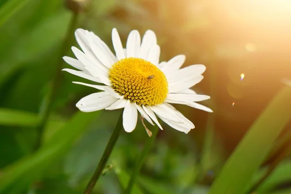 Pianta Bianca Fiori Margherita Giardino Estate Margherite Nella Natura — Foto Stock