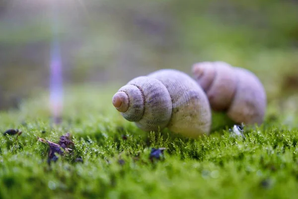 白色蜗牛在地面上的花园中的自然 — 图库照片