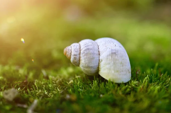 Caracol Blanco Suelo Jardín Naturaleza —  Fotos de Stock