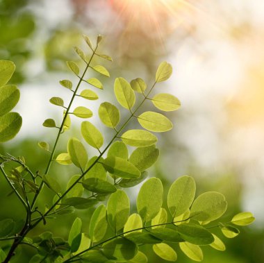 Yaz aylarında doğada yeşil ağaç yaprakları ve dalları