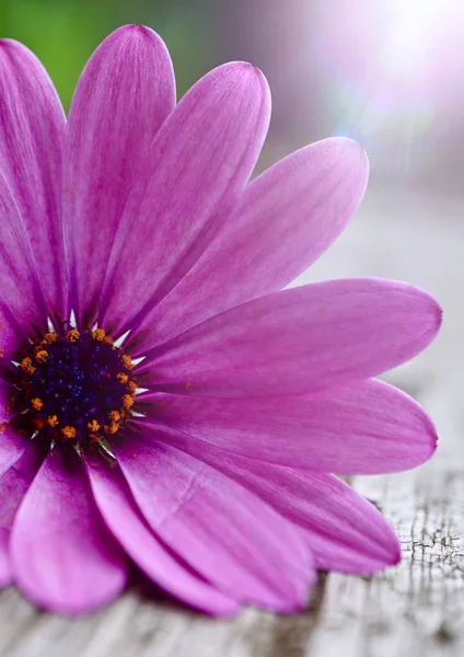 Pink Flower Plant Garden Summer Flower Pink Petals Nature — Stock Photo, Image