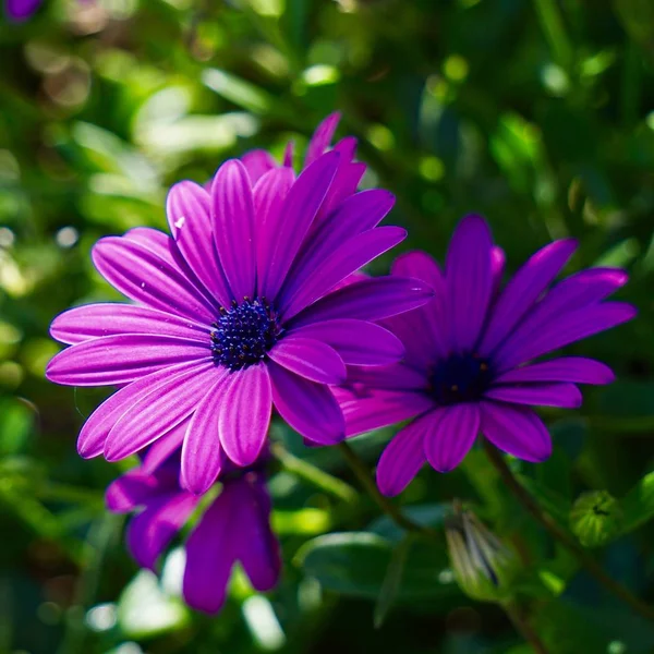 Flor Rosa Planta Jardim Verão Flor Com Pétalas Rosa Natureza — Fotografia de Stock