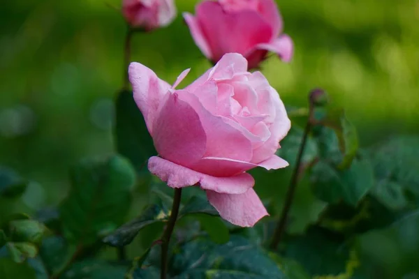 Różowy Kwiat Roślin Ogrodzie Lecie Kwiat Różowymi Płatkami Przyrodzie — Zdjęcie stockowe