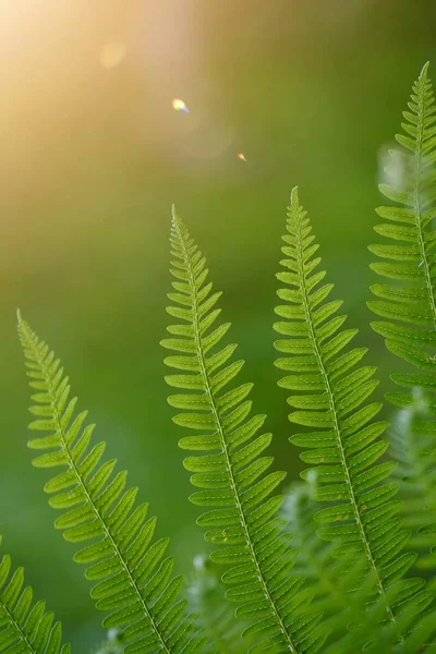 Foglia Felce Verde Strutturata Natura Estate — Foto Stock