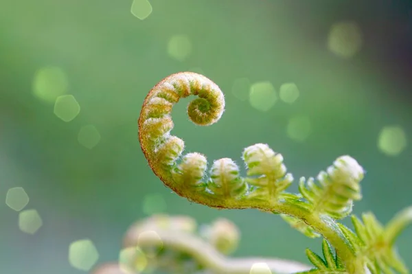 Yaz Aylarında Doğa Yeşil Eğrelme Bitki Yaprak Dokulu — Stok fotoğraf