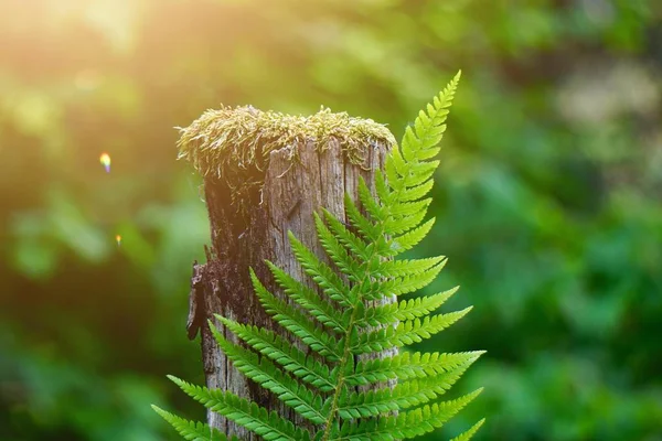 green fern plant leaf textured in the nature in summer