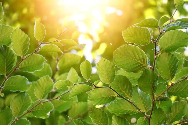 夏の自然の中で緑の木の葉と枝 — ストック写真