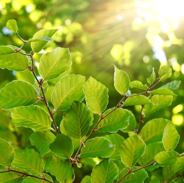夏の自然の中で緑の木の葉と枝 — ストック写真